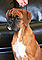 vala_head1b_f.jpg