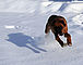 vala_snow3_f.jpg