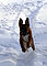 vala_snowbunny_f.jpg