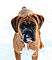 vala_snowface_f.jpg