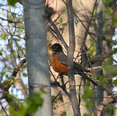 2007-05_robin1_f.jpg