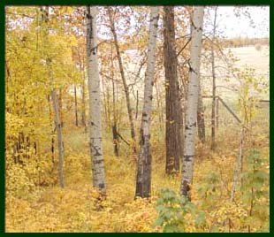 home_backyard2003.jpg