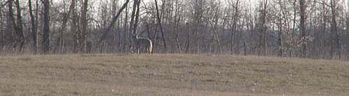home_coyote2.jpg