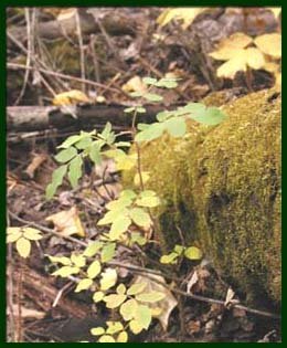 home_fungi3.jpg