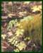 home_fungi3_small.jpg