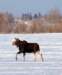 home_moose_small.jpg