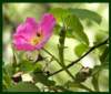 home_rose1_small.jpg