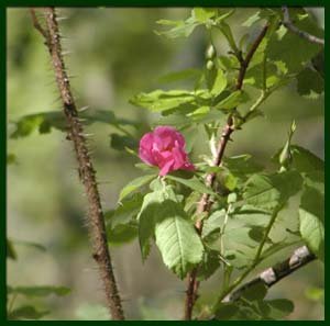 home_rose2.jpg