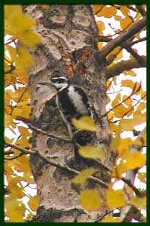 home_woodpecker1.jpg