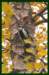 home_woodpecker1_small.jpg
